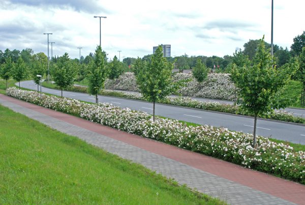 Straßengrün Friedrich-Ebert-Damm 2002-2005, Natur, Landschaftsarchitekten, Gärtnerei,